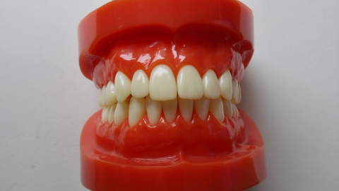 Dental Standard Urethan Modelle, Zähne Modelle,dental standard model,teeth model