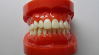 Dental Standard Urethan Modelle, Zähne Modelle,dental standard model,teeth model
