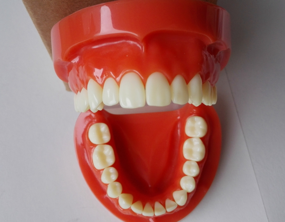 Dental Standard Urethan Modelle, Zähne Modelle,dental standard model,teeth model