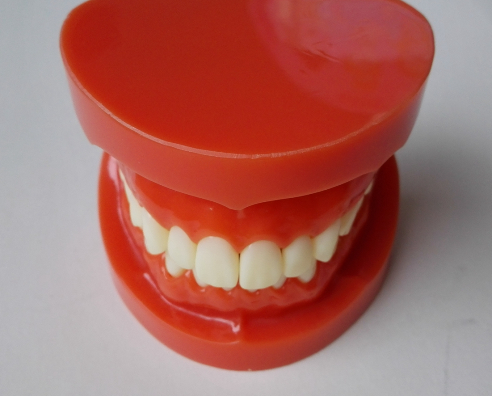 Dental Standard Urethan Modelle, Zähne Modelle,dental standard model,teeth model